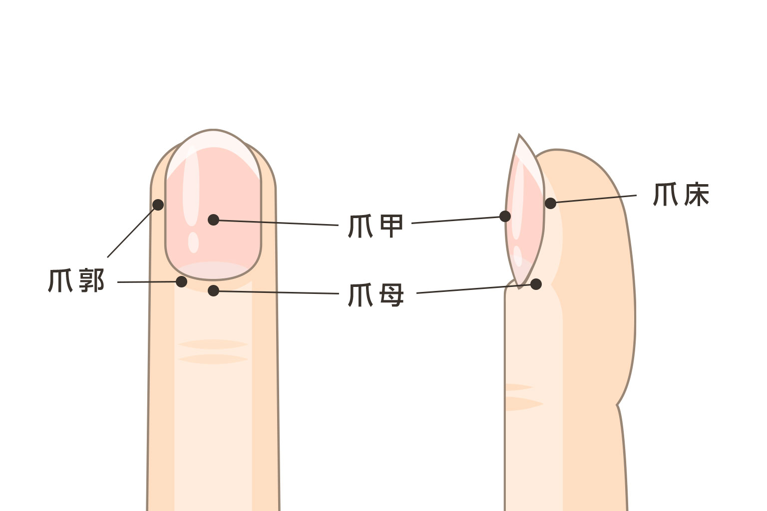 爪の構造を詳しく解説するイラスト図解。爪甲、爪母、爪床、爪郭の4つの主要部位が色分けされ、それぞれの機能が視覚的に理解できる医学的な断面図
