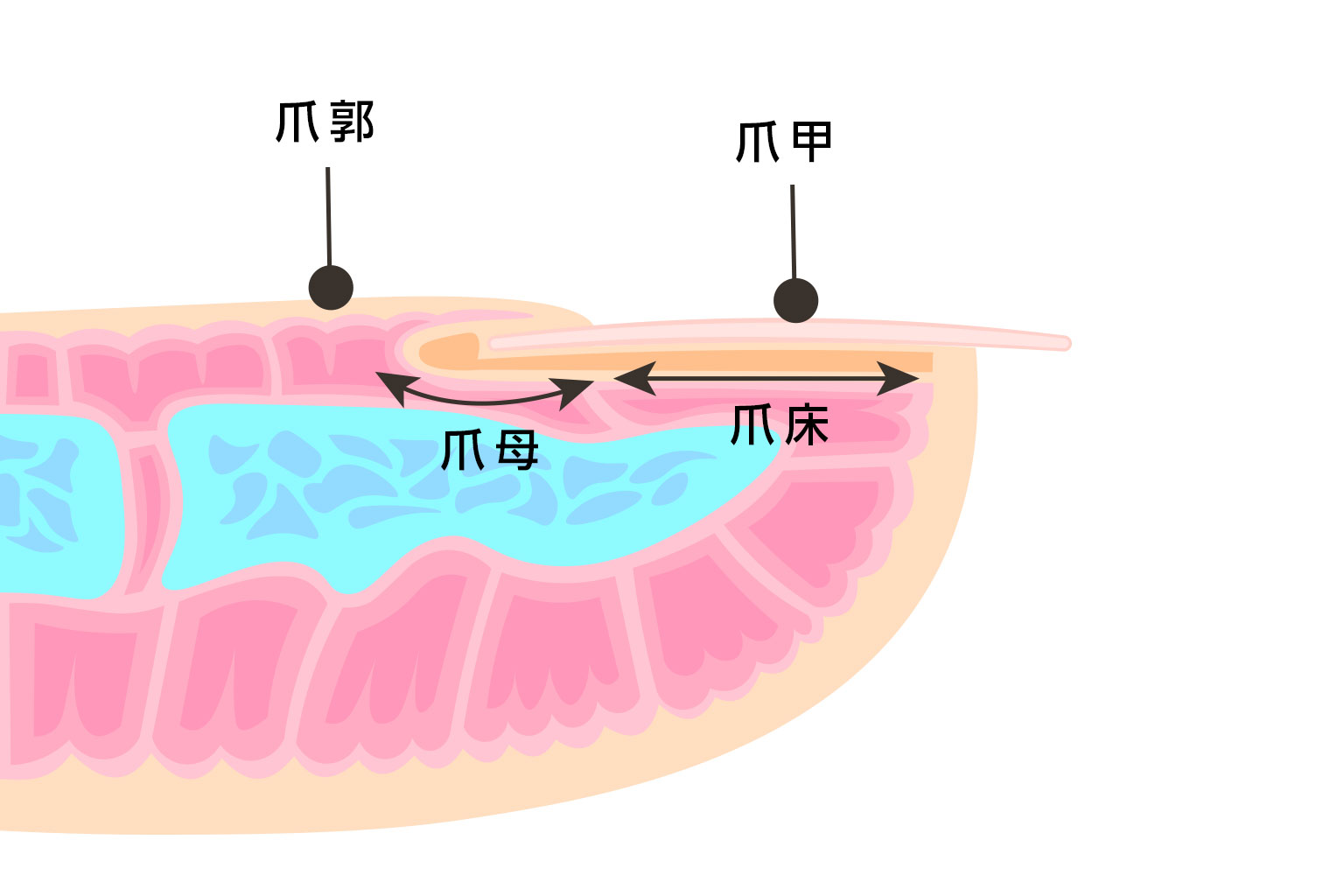 爪の4つの主要構造（爪甲、爪母、爪床、爪郭）を詳細に示した医学的断面図。各部位の細胞構造と血管分布、神経の走行も含めた精密な解剖学的イラスト