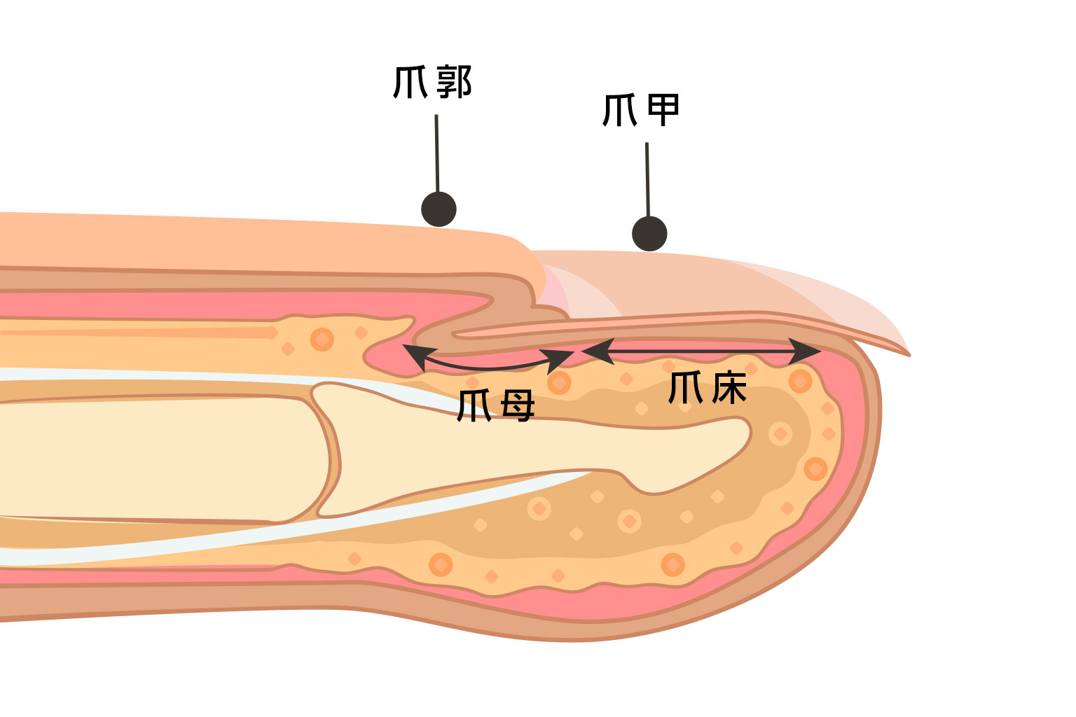 爪の断面図。
爪母、爪床、爪甲の位置関係を示した医学的な解剖図